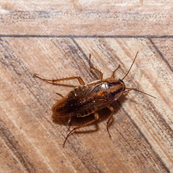 se recomienda realizar fumigaciones de cucarachas en un hogar al menos una vez al año, o más frecuentemente si hay una infestación activa